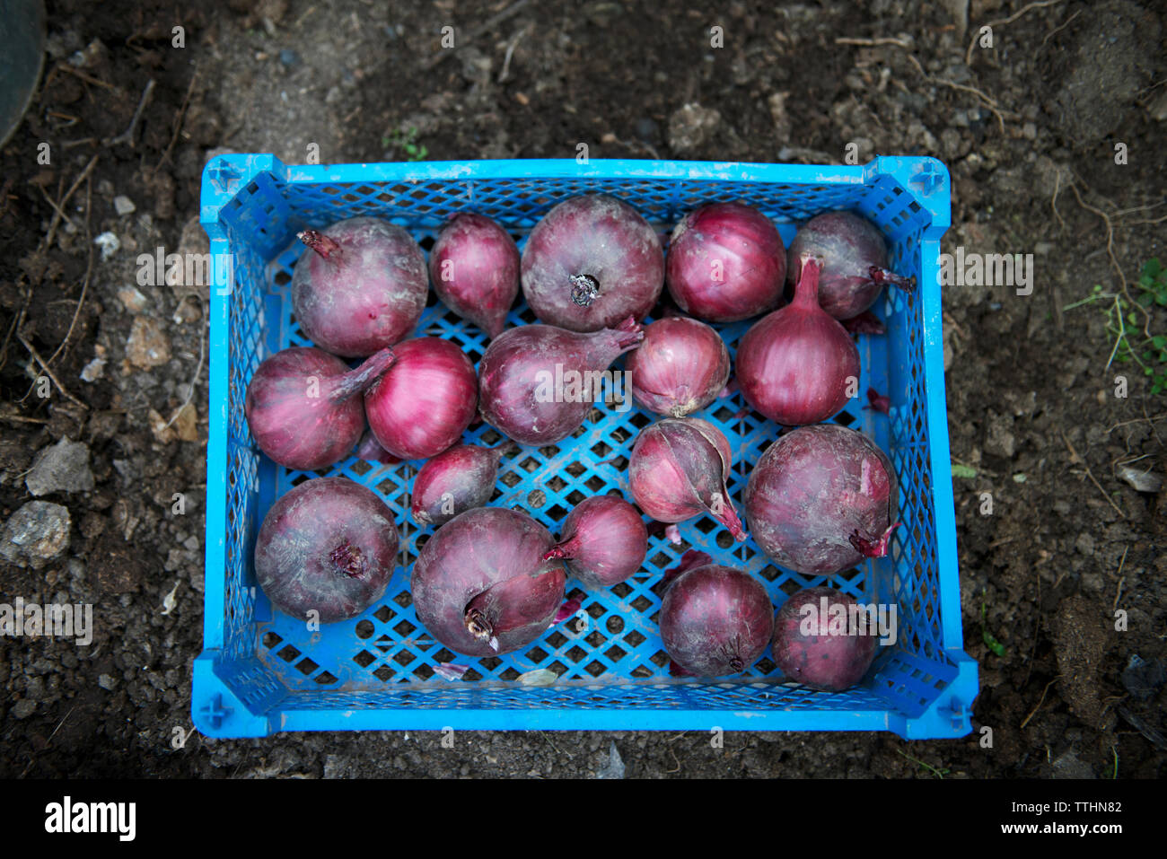 Overhead view of onions in plastic crate at organic farm Stock Photo