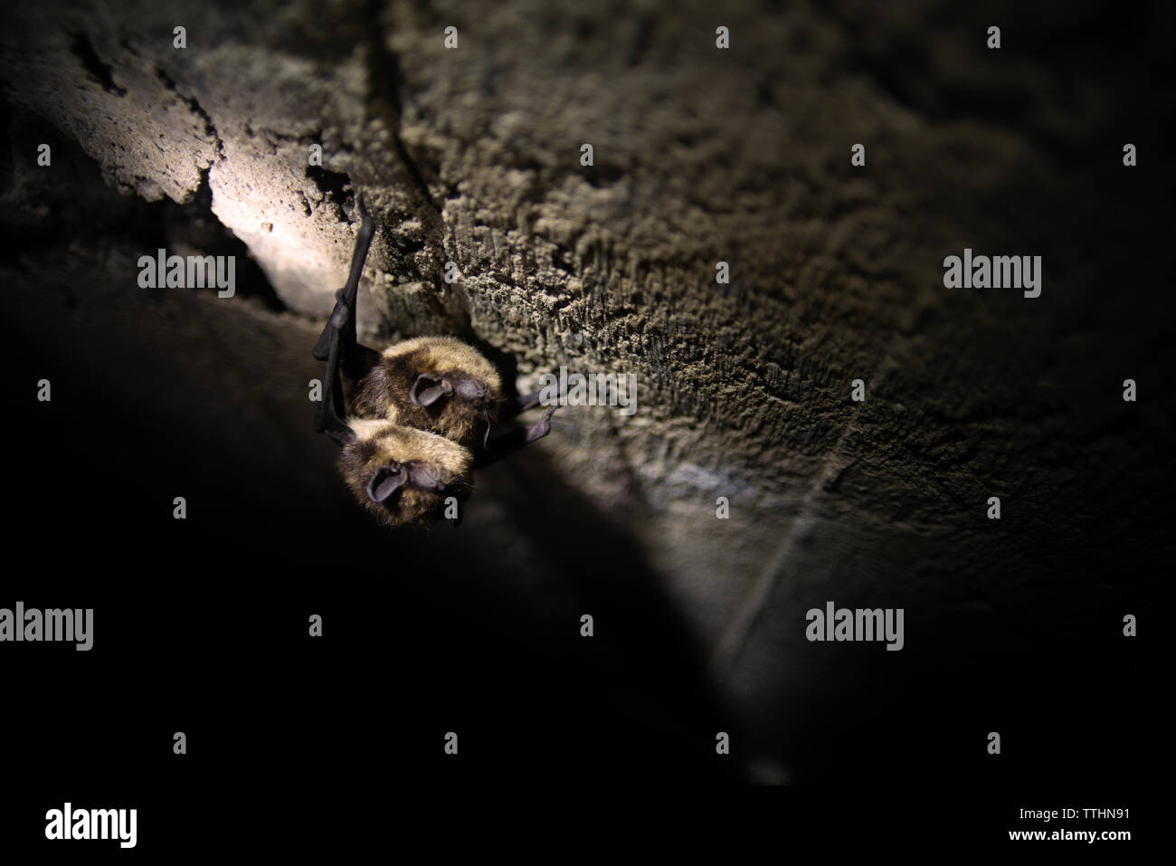 Animal animals mating hi-res stock photography and images - Alamy