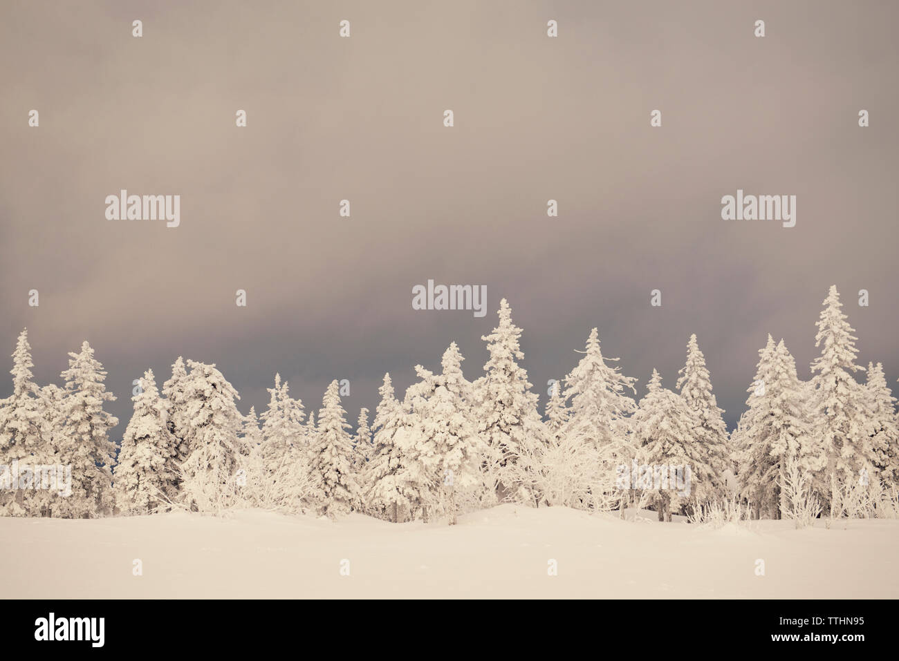 Trees on snow covered field against cloudy sky Stock Photo