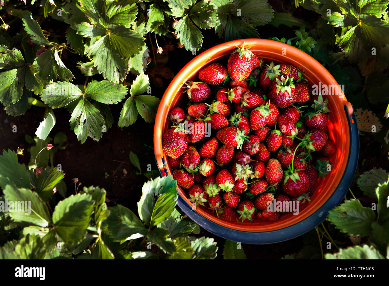 Overhead view of strawberries in bucket by plants on field Stock Photo