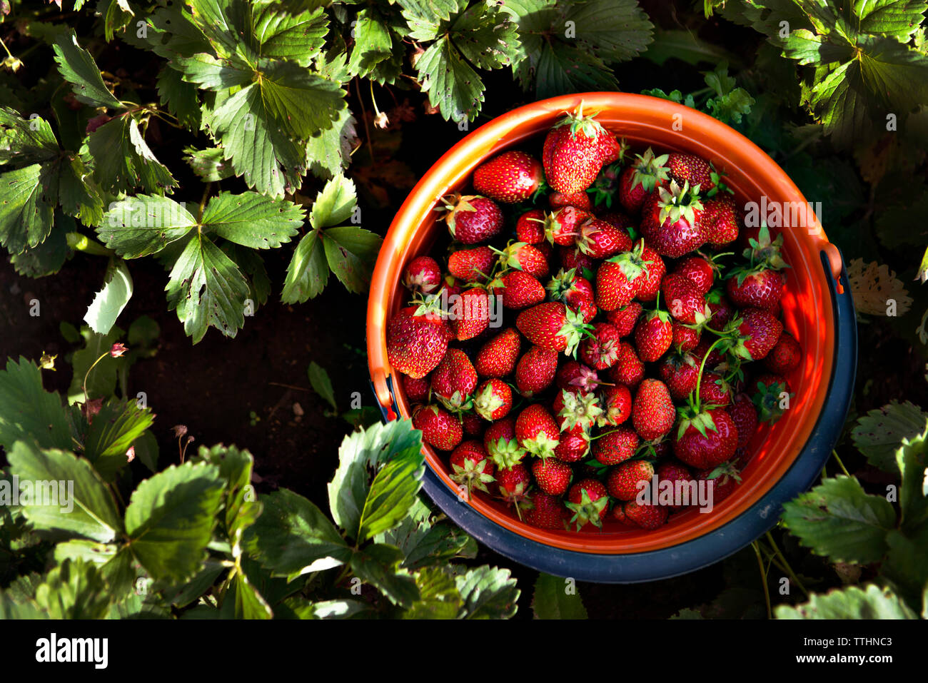 Overhead view of strawberries in bucket by plants on field Stock Photo ...