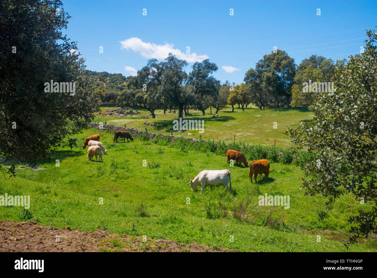 Cows grazing in a meadow. Valle de los Pedroches, Cordoba province, Andalucia, Spain. Stock Photo