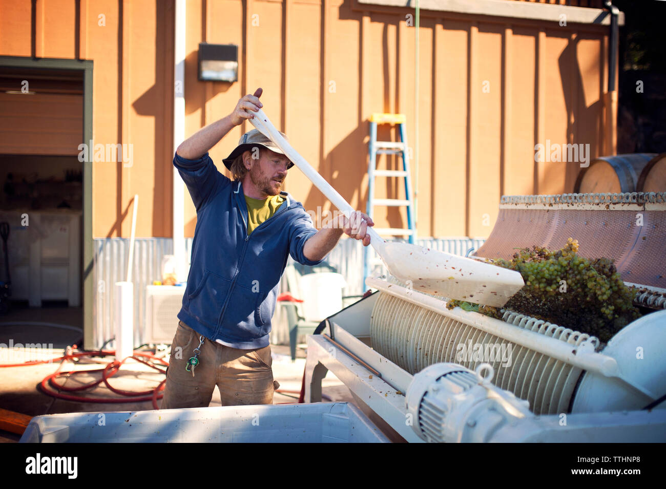 Male farmer putting grapes in machinery Stock Photo
