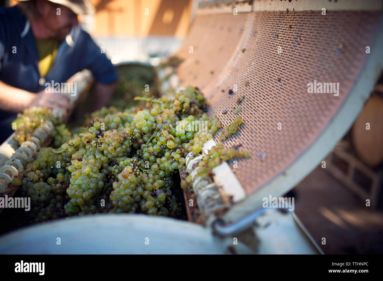Farmer loading machinery with grapes Stock Photo