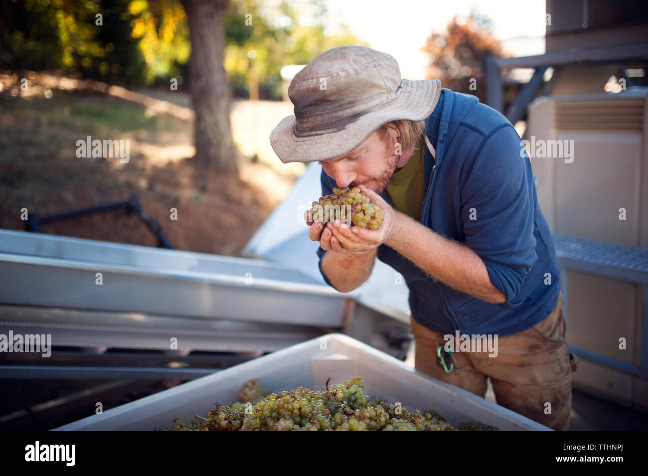 Male farmer checking grapes in container Stock Photo