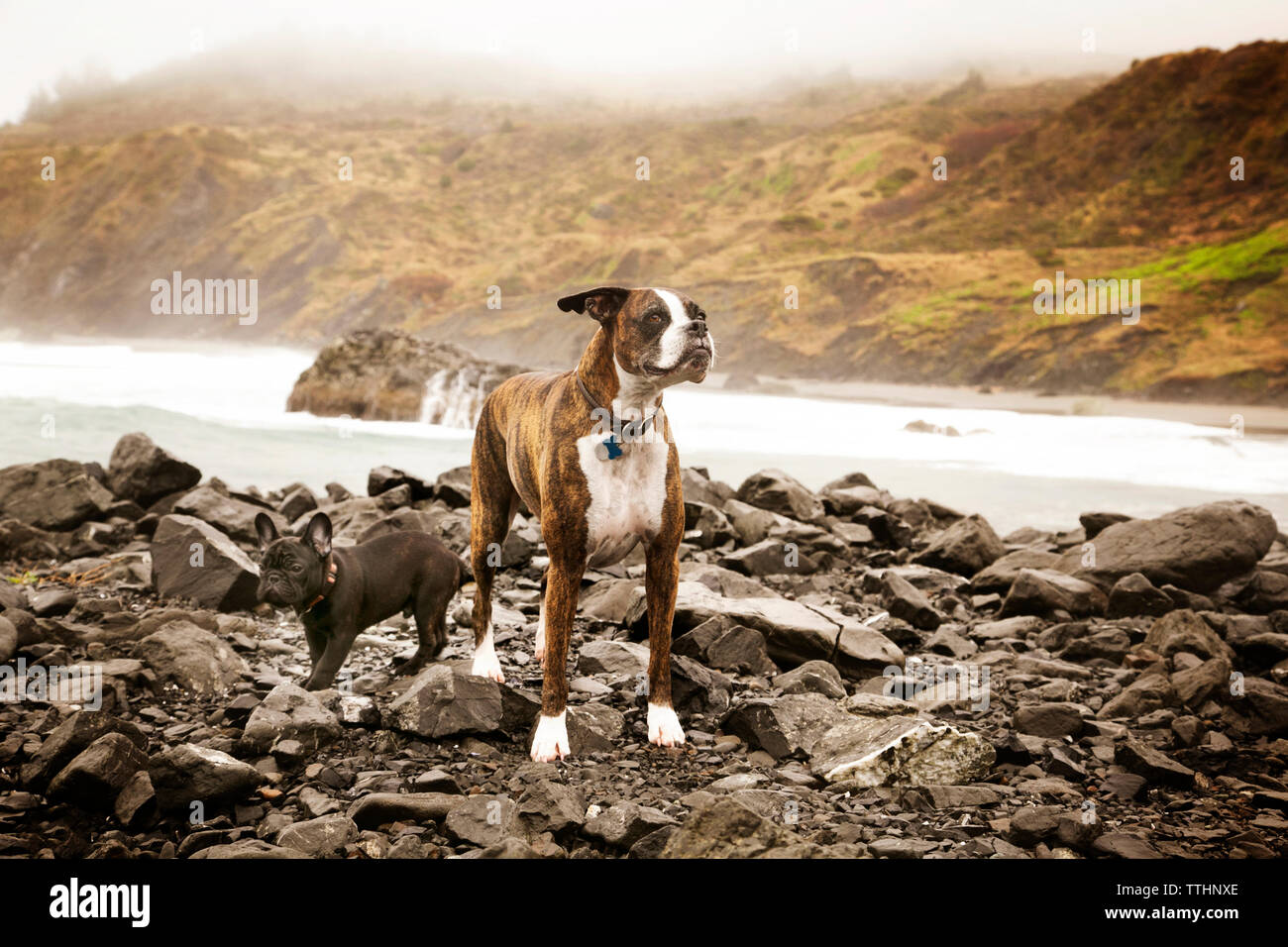 Boxer and French bull standing on stones against river Stock Photo