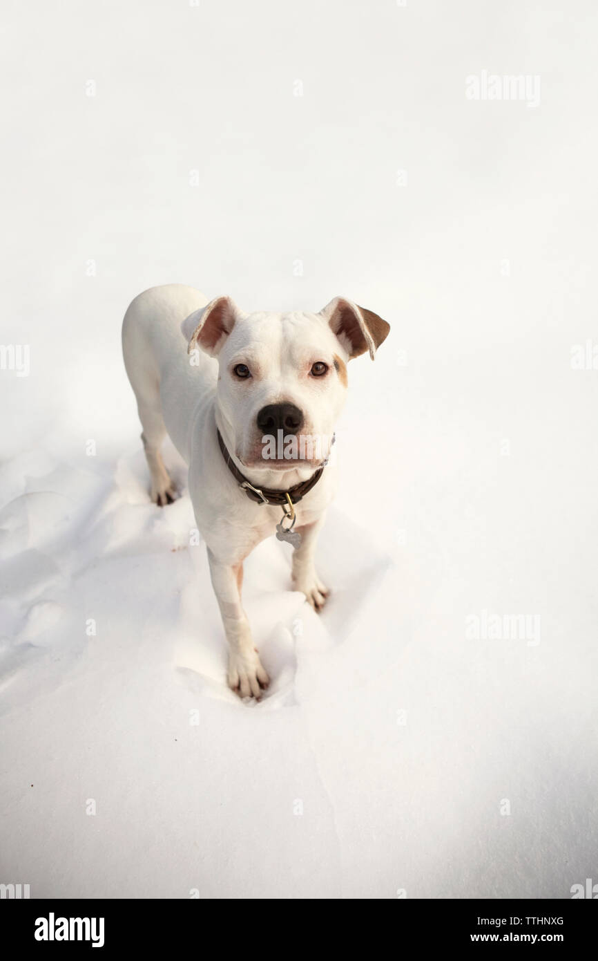 Portrait of dog standing on snowfield Stock Photo