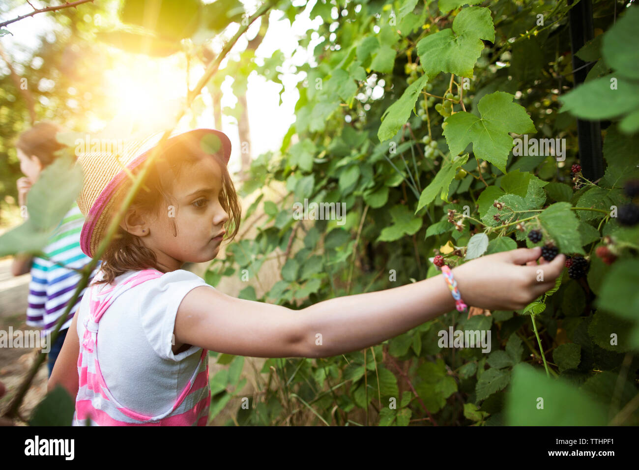 Girl plucking blackberries from tree at field Stock Photo