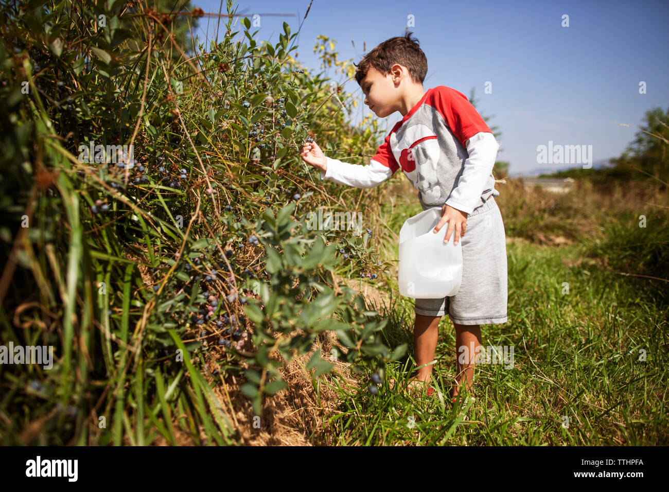 Boy plucking fruits from plants in field Stock Photo