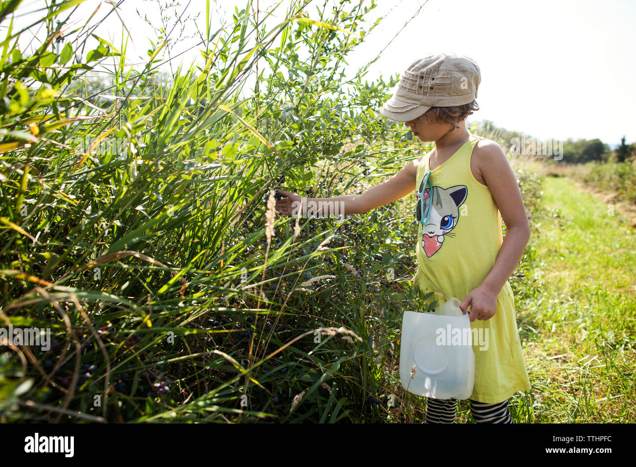 Girl plucking fruits while standing in field Stock Photo