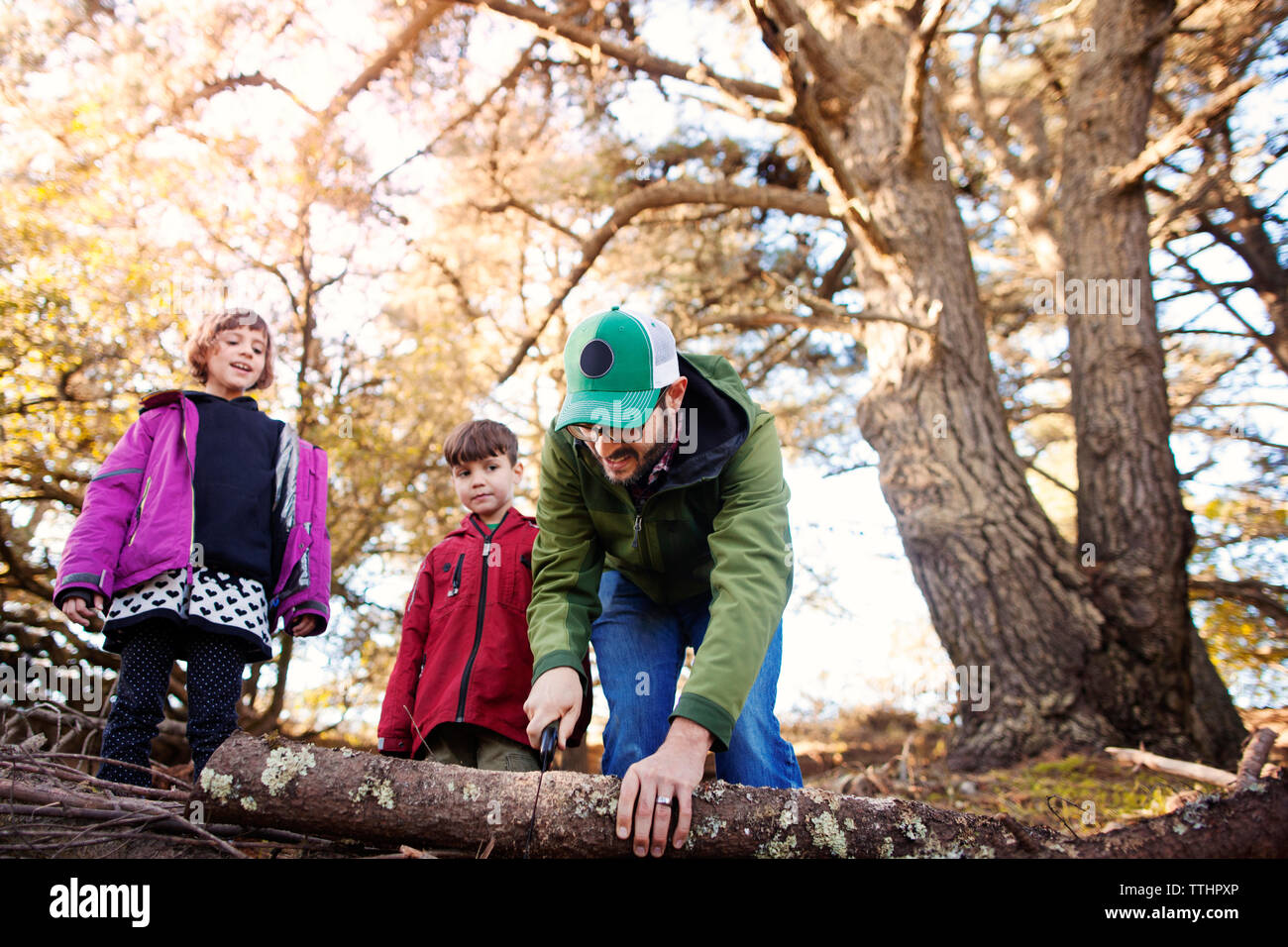 Low angle view of father cutting tree trunk with hand saw at forest Stock Photo