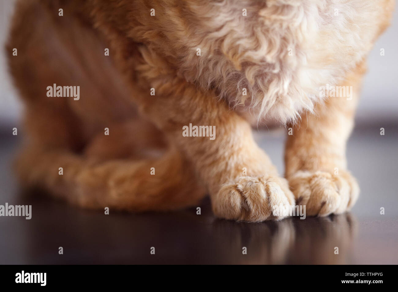 Low section of cat sitting on floor Stock Photo