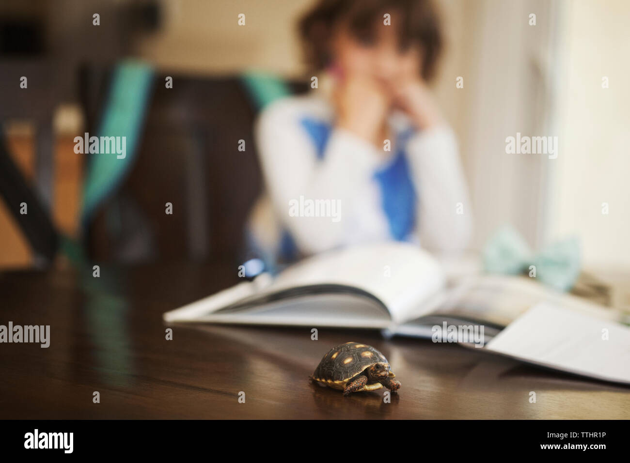 Turtle shell old books hi-res stock photography and images - Alamy