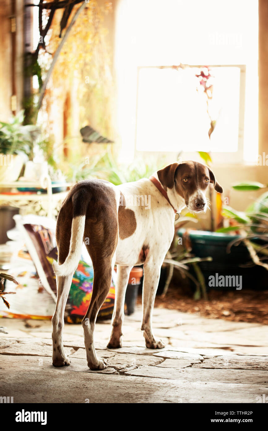 Portrait of dog standing at walkway Stock Photo