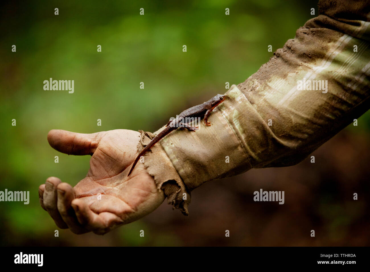 Cropped image of farmer's hand with lizard Stock Photo