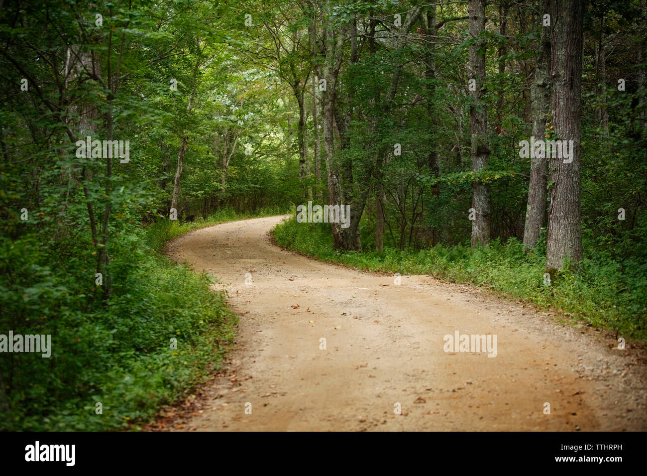 Dirt road amidst trees in forest Stock Photo