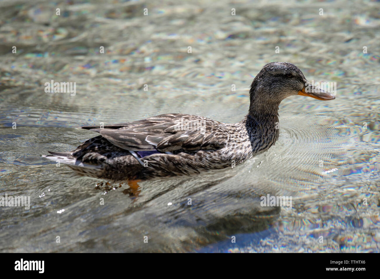 A duck swimming in Lago Ghedina, an alpine lake in Cortina D'Ampezzo, Dolomites, Italy Stock Photo