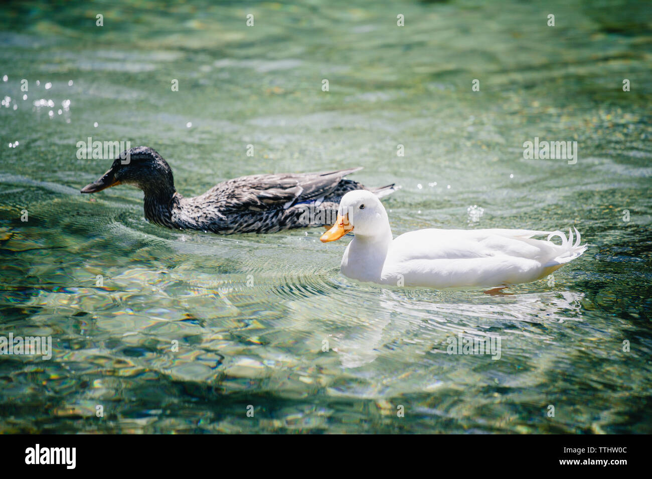 Picture of two ducks swimming in Lago Ghedina, an alpine lake in Cortina D'Ampezzo, Dolomites, Italy Stock Photo