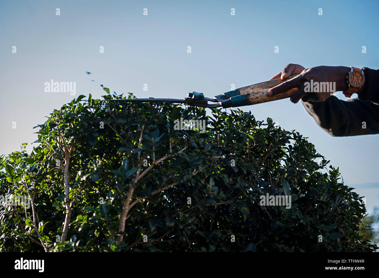 Hedge being trimmed with garden shears Stock Photo