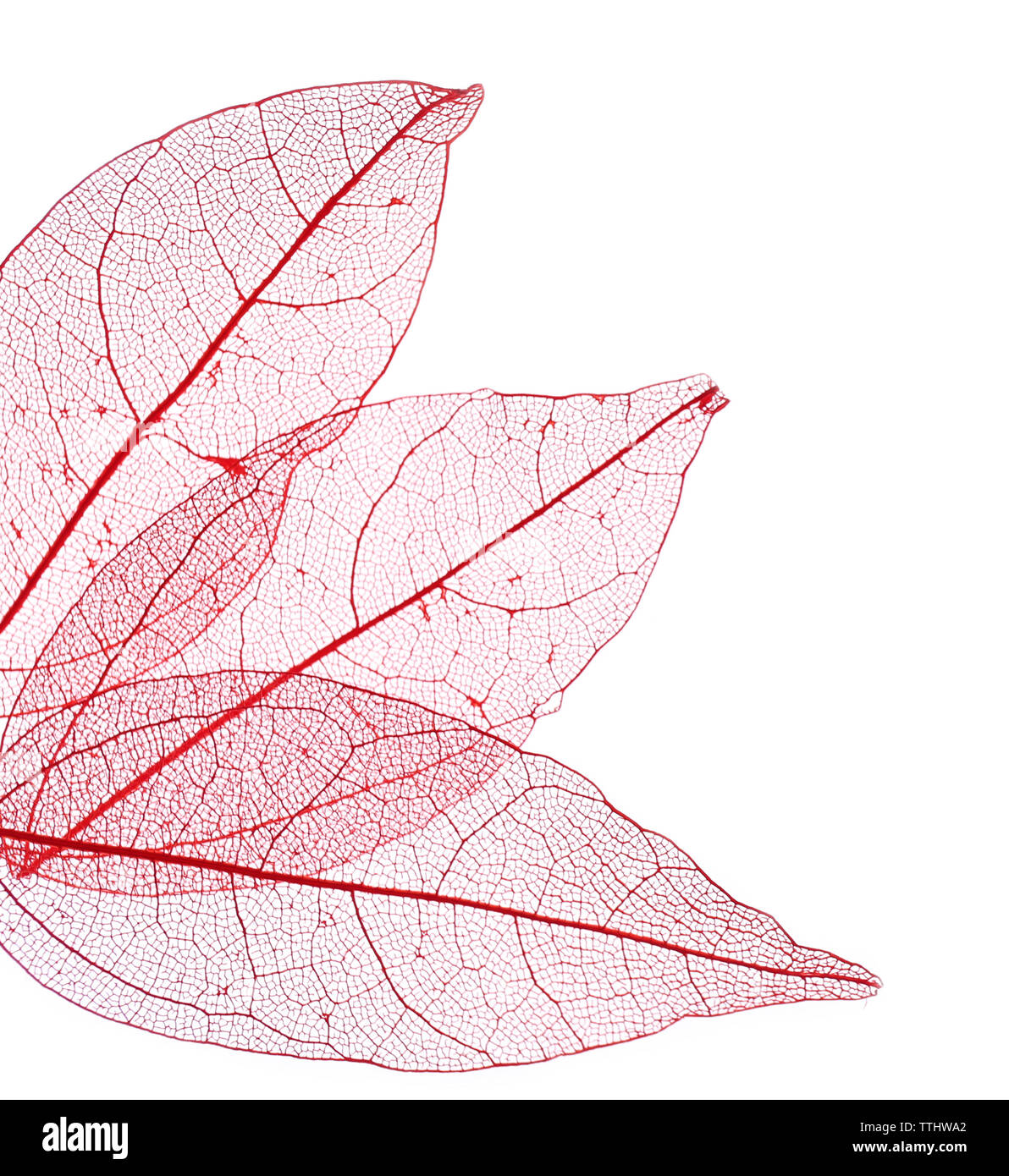 Skeleton leaves isolated on white Stock Photo Alamy