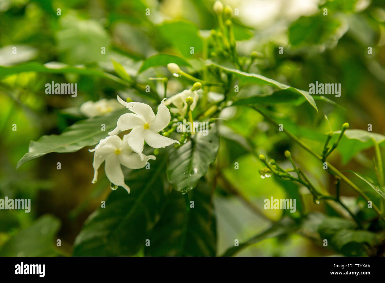 Jasminum grandiflorum, also known variously as the Spanish jasmine