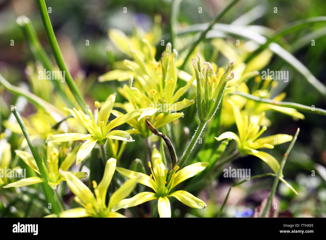 Gagea lutea - spring flowers in the park Stock Photo