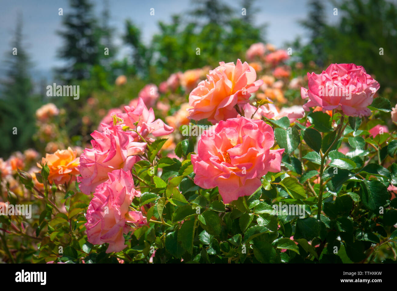 Beautiful fresh natural pink roses in garden Stock Photo - Alamy