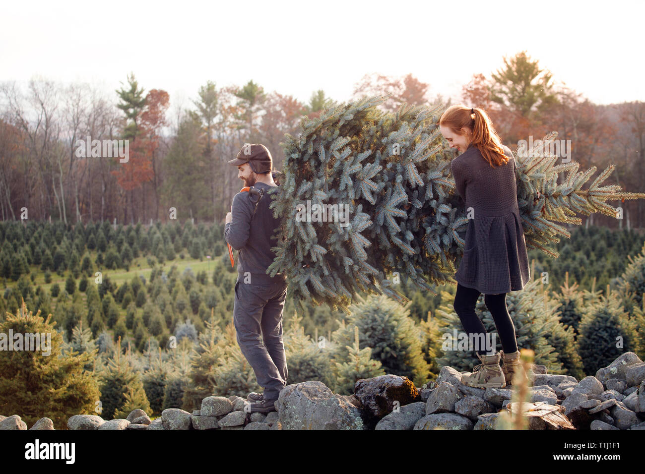 Couple carrying chopped pine tree while walking on rocks at tree farm Stock Photo