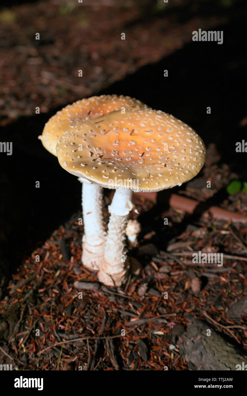 Close-up image of two blusher mushrooms (Amanita rubescens), Newton, Stock Photo