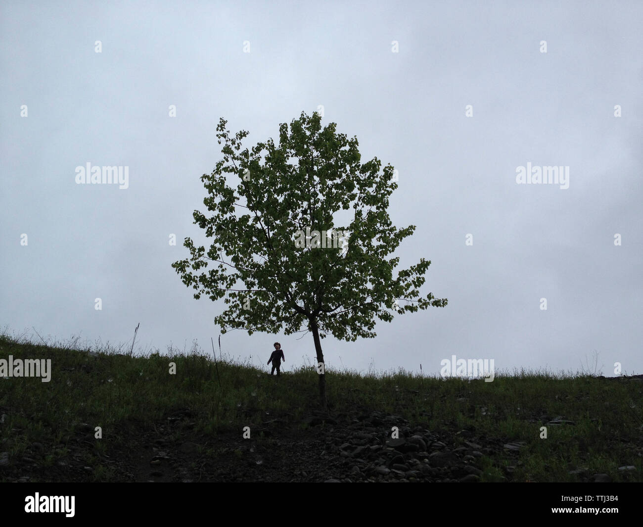 Boy Standing Against Tree High Resolution Stock Photography And Images Alamy
