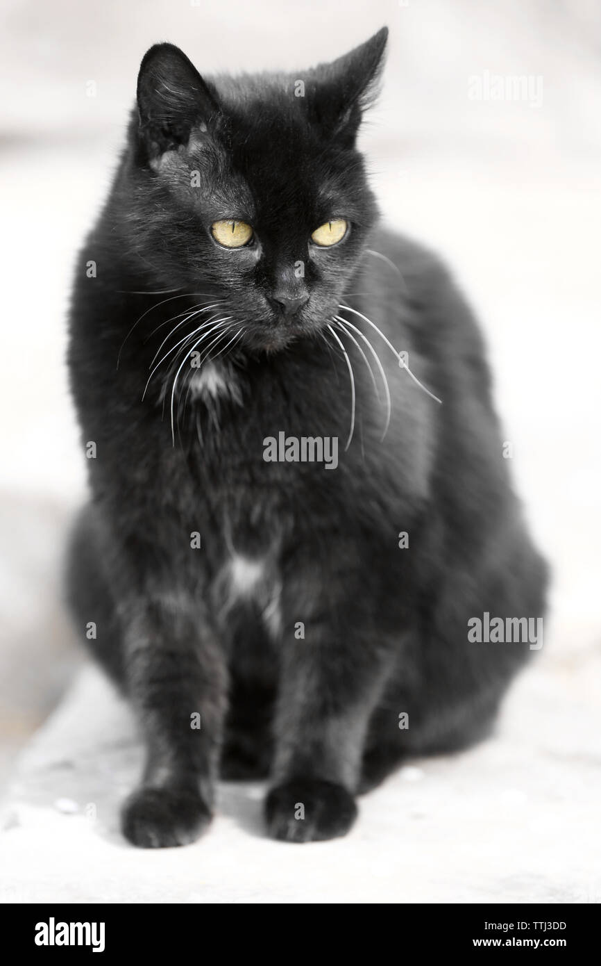 Beautiful black cat close up hi-res stock photography and images - Alamy