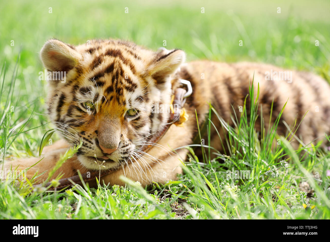 Zoo animal cute tiger cub bengal tiger hires stock photography and images Alamy