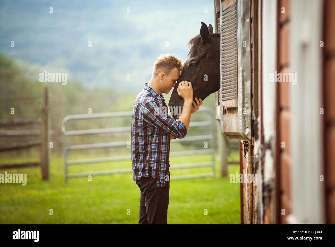 Rancher stroking horse peeking through stable in farm Stock Photo