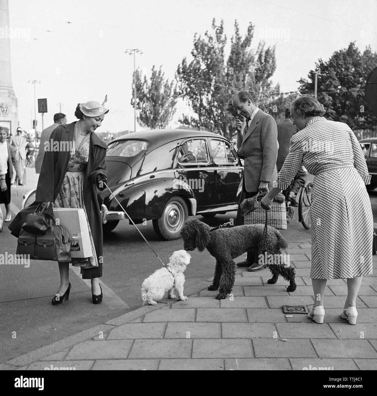 Fashionable in the 1950s. A young woman wears a typical 1950s coat. She holds a small white dog who stands in the street with a bigger dog. Sweden 1953 Kristoffersson Ref BM4-2 Stock Photo