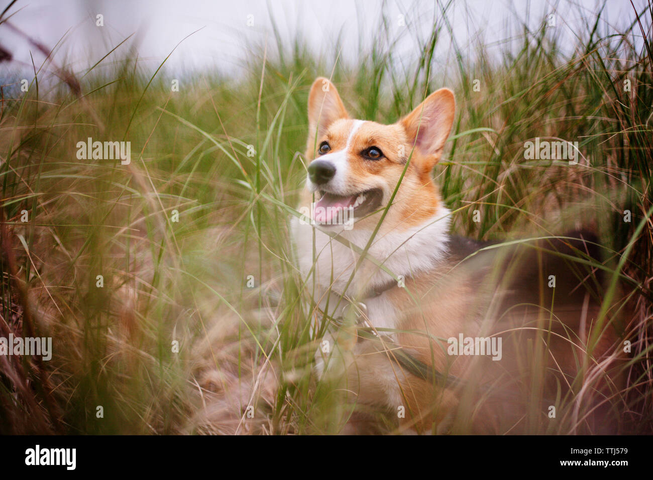 Corgi dog standing in grassy field Stock Photo
