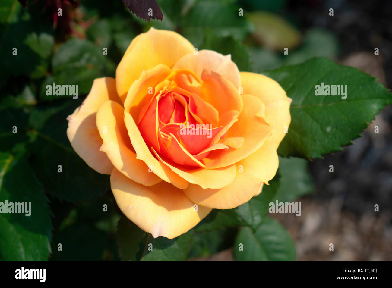 Single large peach rose in a background of dark green leaves -04 Stock ...