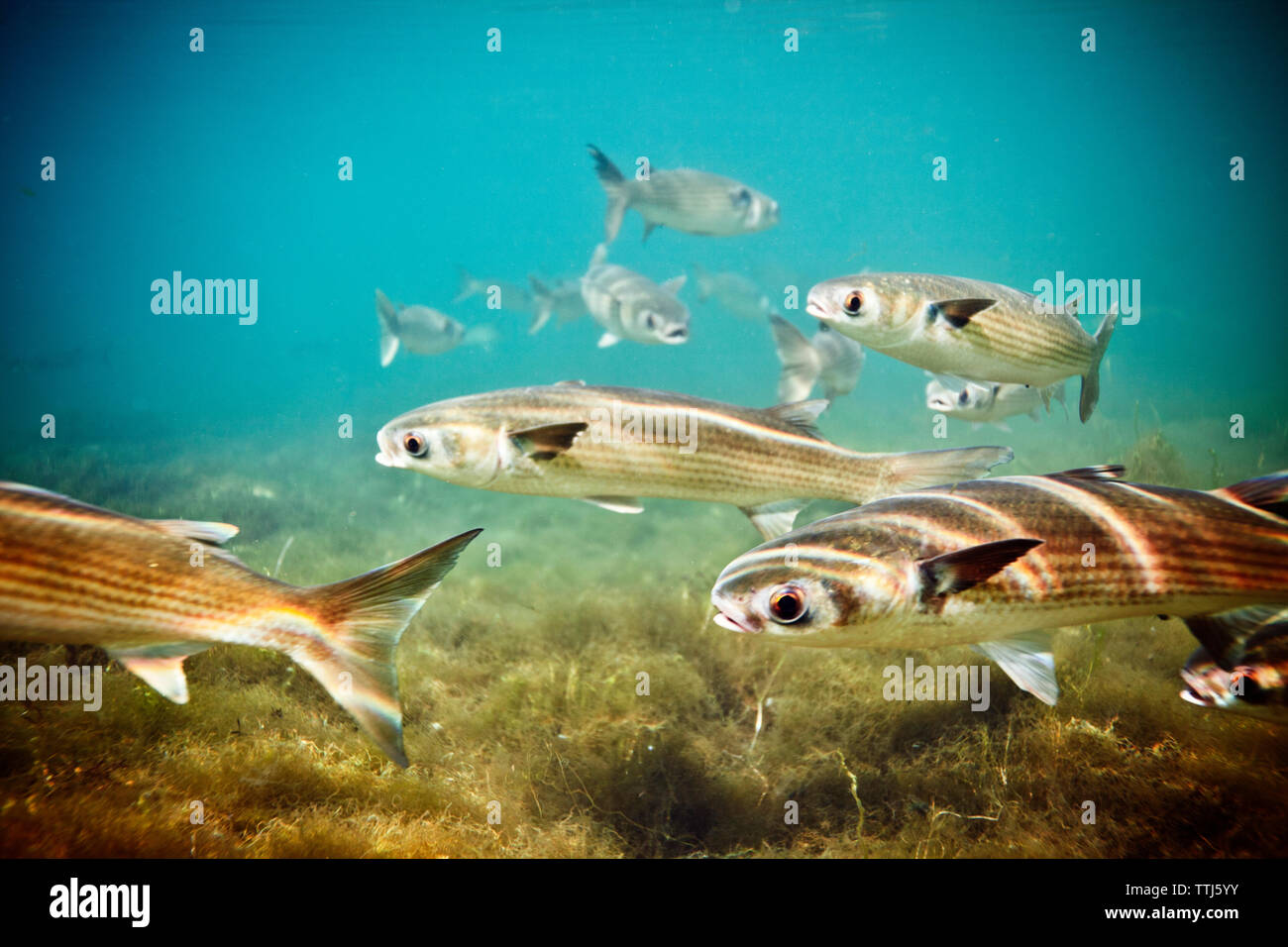 Fishes undersea Stock Photo