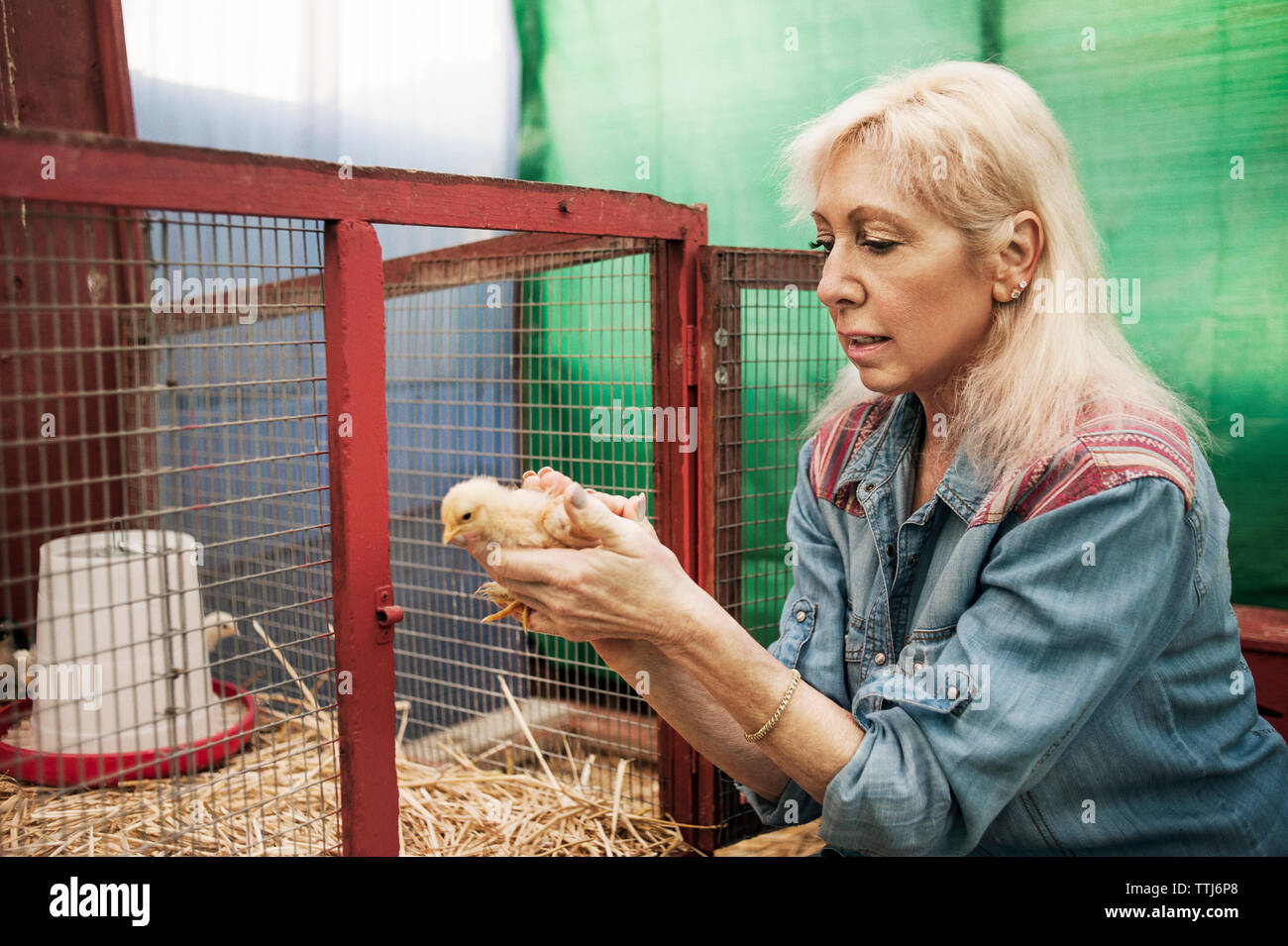 Woman putting chicken in chicken coop Stock Photo - Alamy