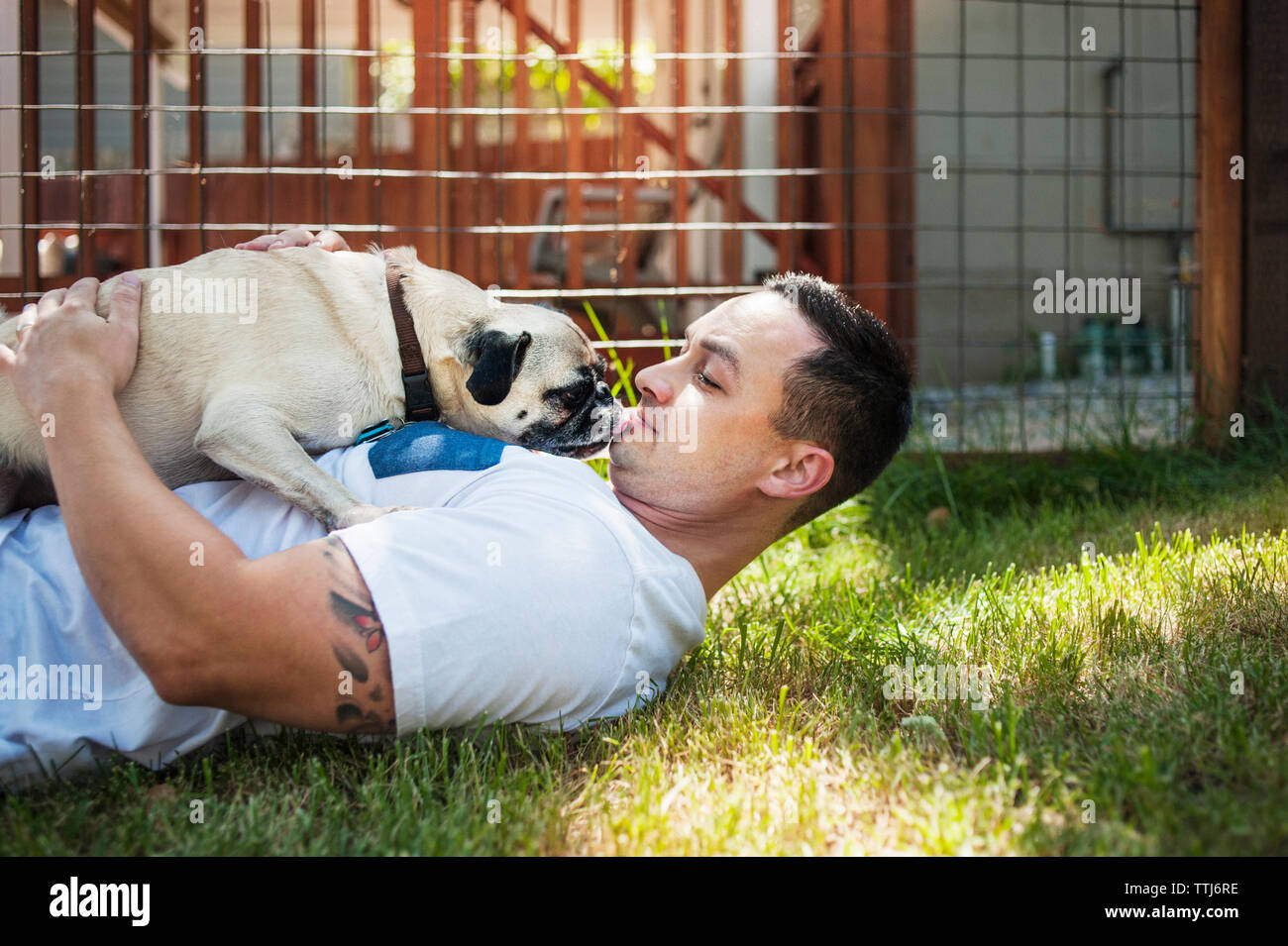 Man playing with pug on grassy field in backyard Stock Photo