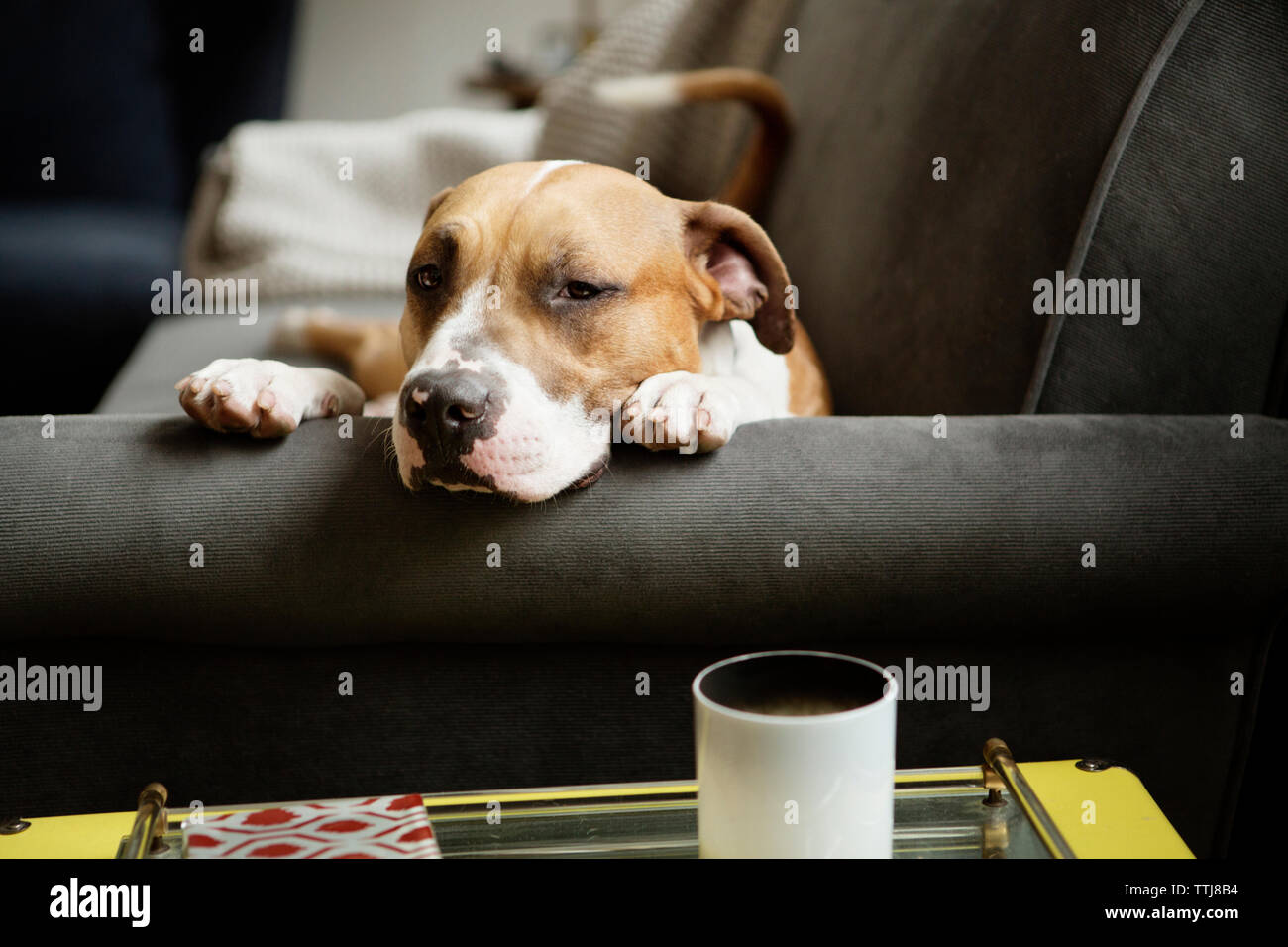Portrait of dog lying on sofa at home Stock Photo - Alamy