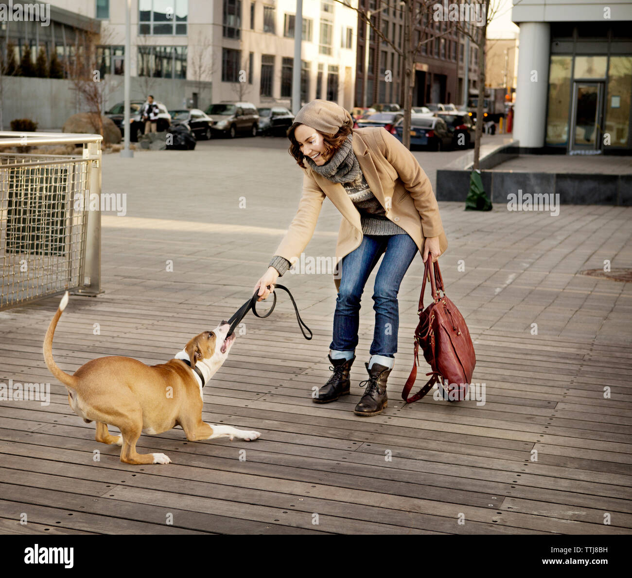 Dog pulling hires stock photography and images Alamy