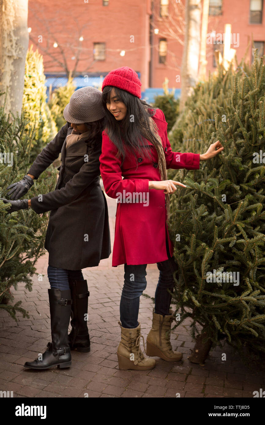 Friends looking at Christmas trees in display Stock Photo