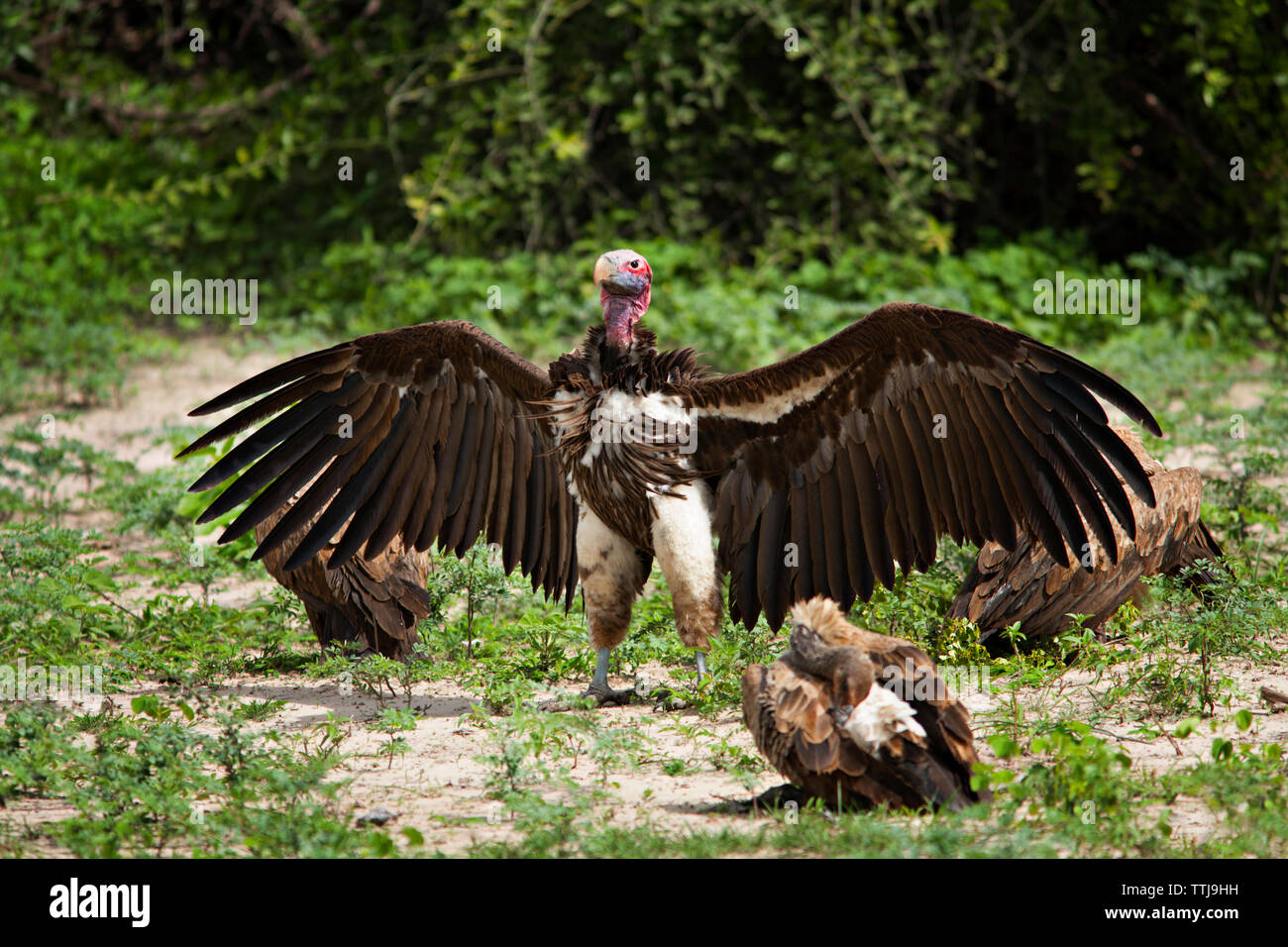 Vultures on grassy field Stock Photo