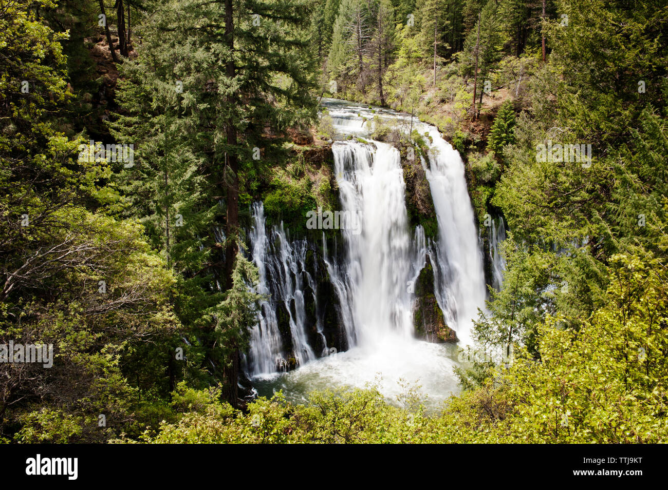 Scenic view of waterfall in forest Stock Photo