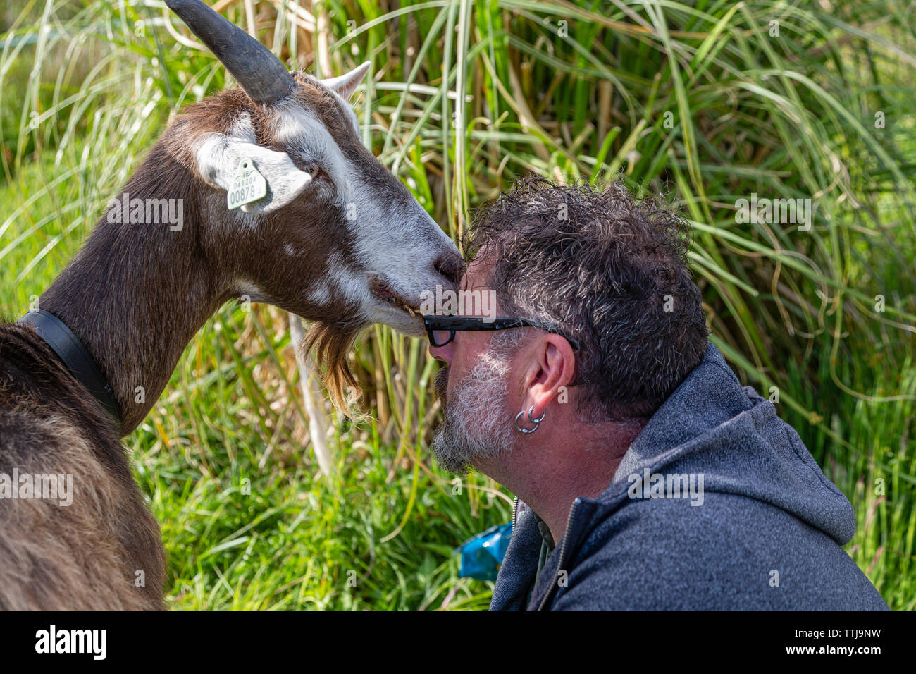 Man with pet goat, County Kerry, Ireland Stock Photo