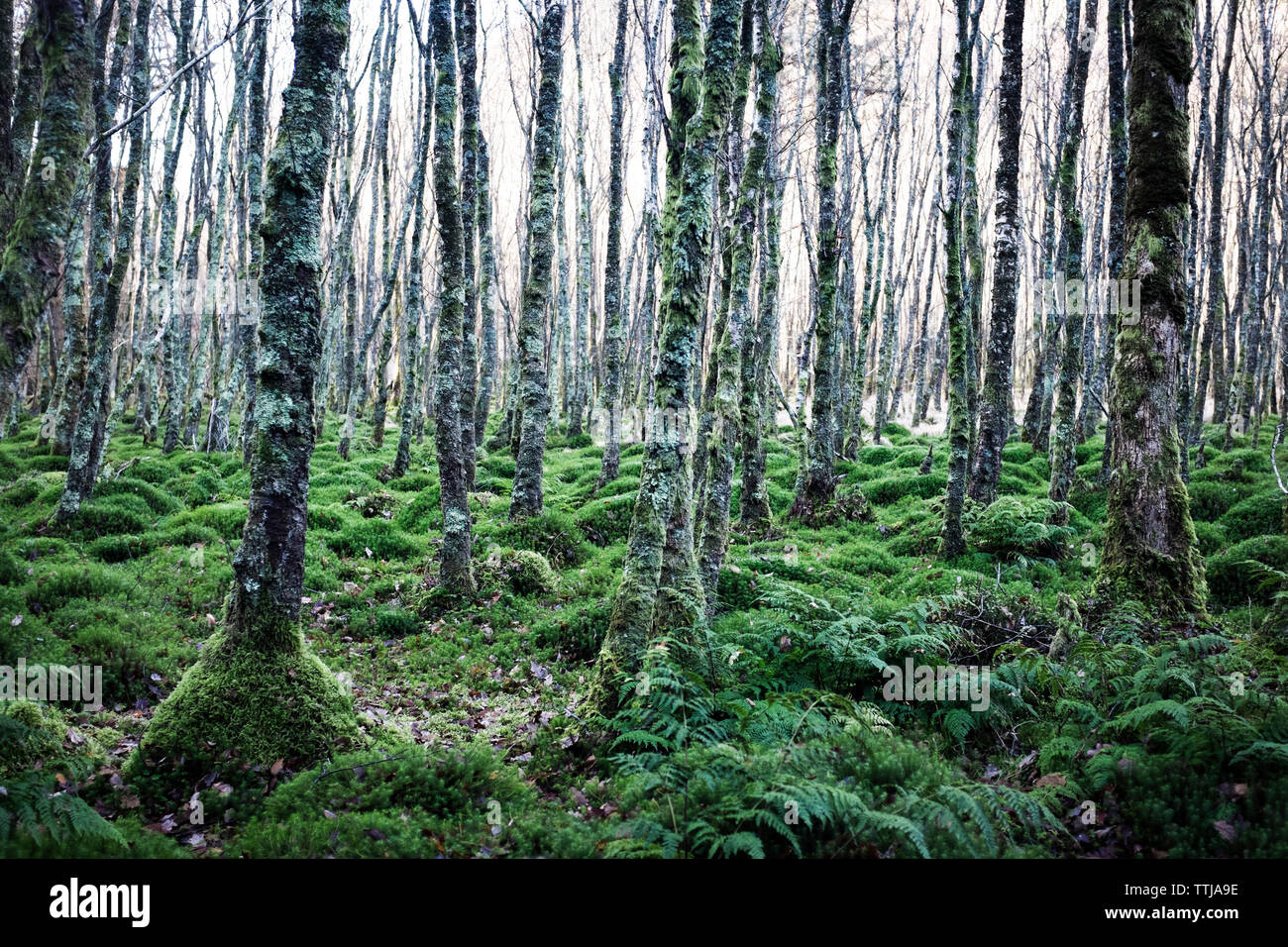 Scenic trees hi-res stock photography and images - Alamy