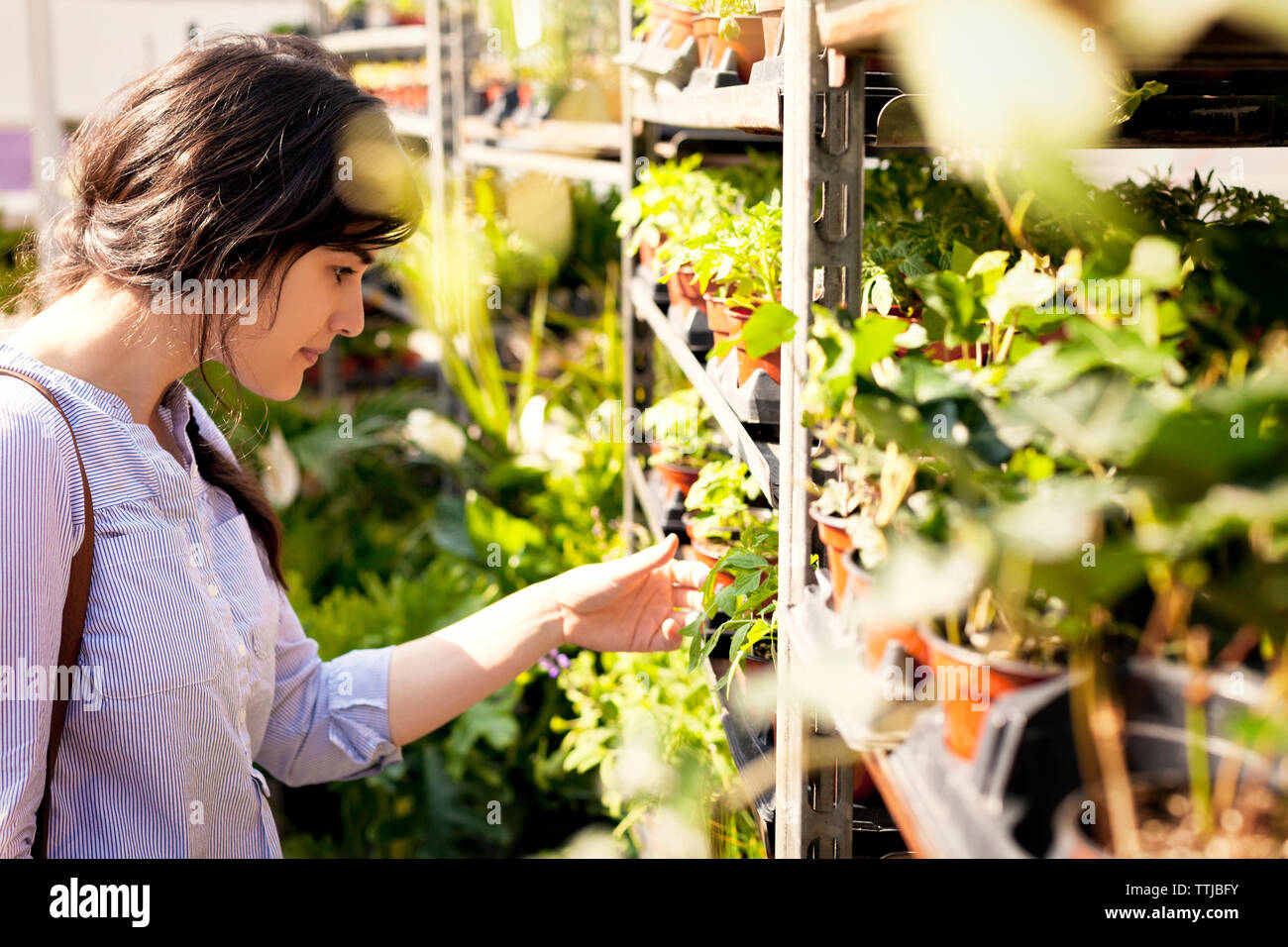 Woman looking at potted plants on shelves in market stall Stock Photo