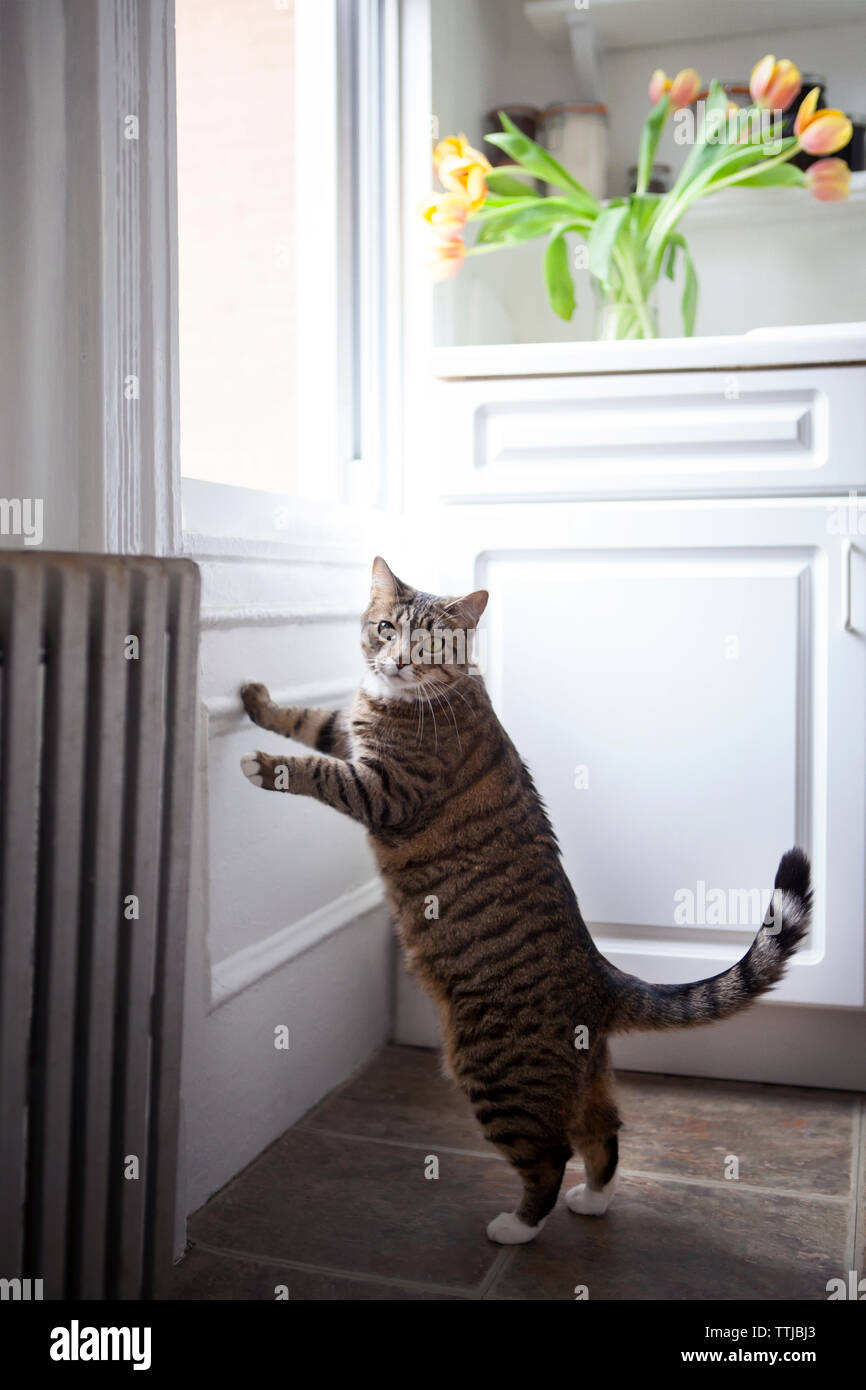 Portrait of cat rearing up by window at home Stock Photo