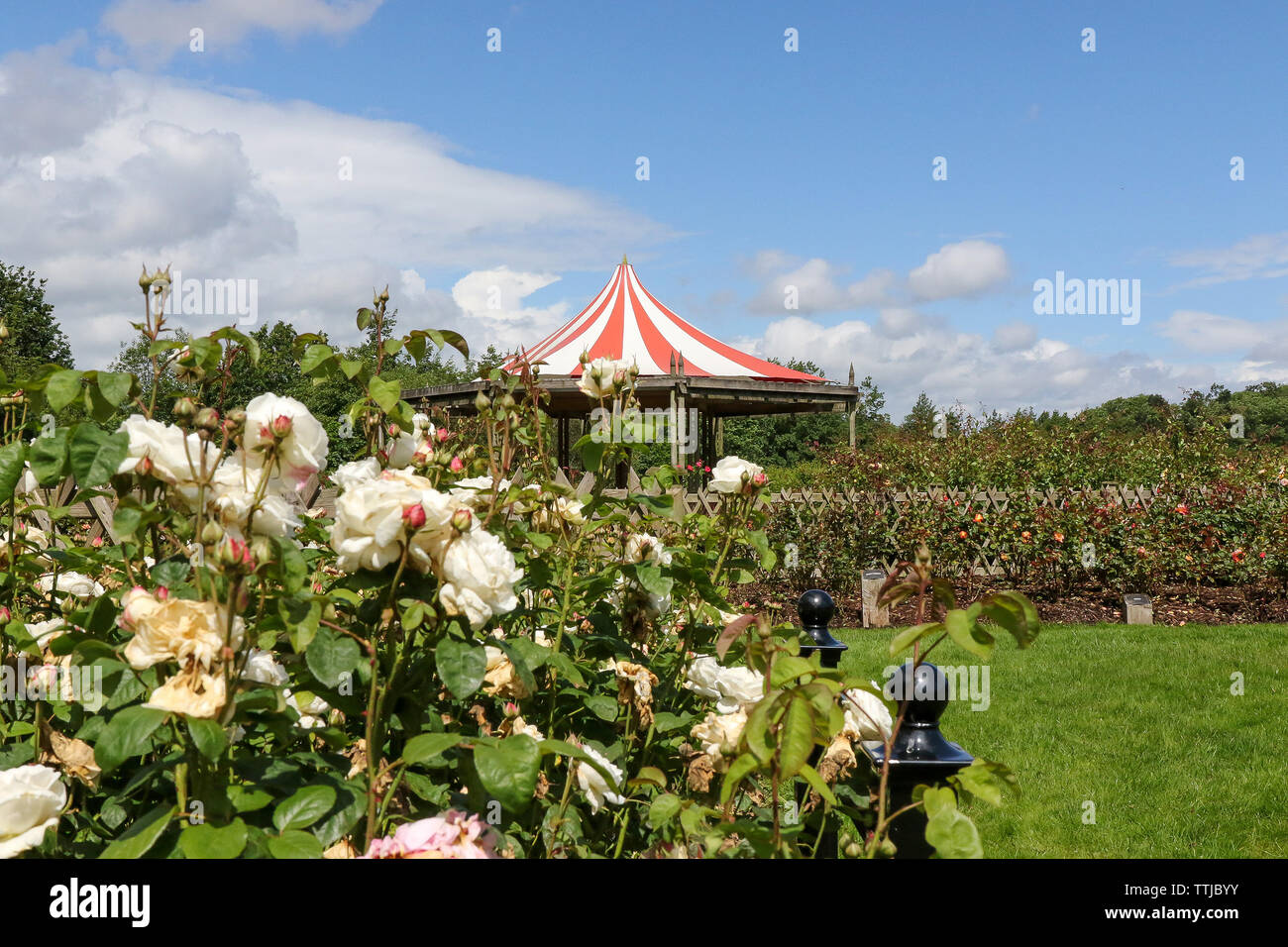 rose-balling-2019-high-resolution-stock-photography-and-images-alamy