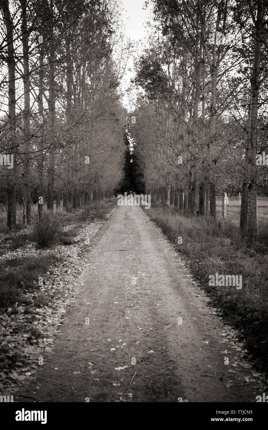 Dirt road amidst trees Stock Photo - Alamy